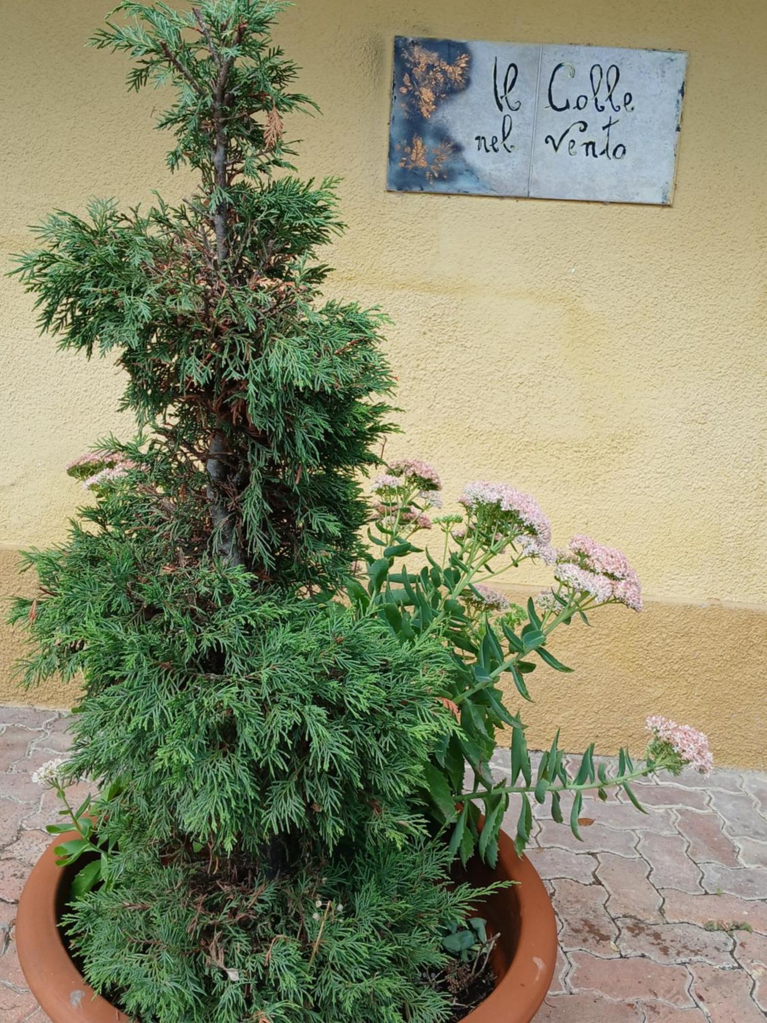 Casa Vacanza Il Colle Del Vento Calosso Exterior foto